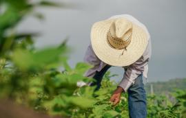 Immigrant agriculture worker in field